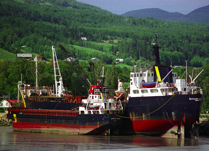 shiptidea