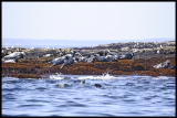 PHRF-20120610-Carrier-_DSC9723